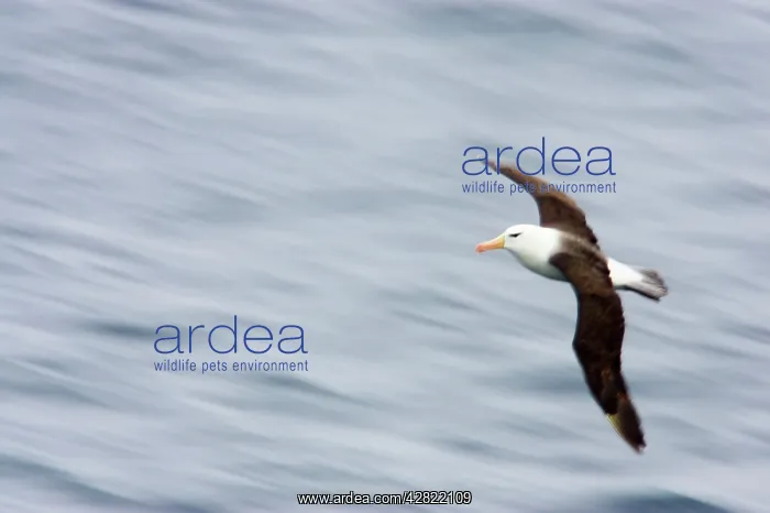 : Black-Browed Albatross - Slow Pan : Black-Browed Albatross - Slow Pan