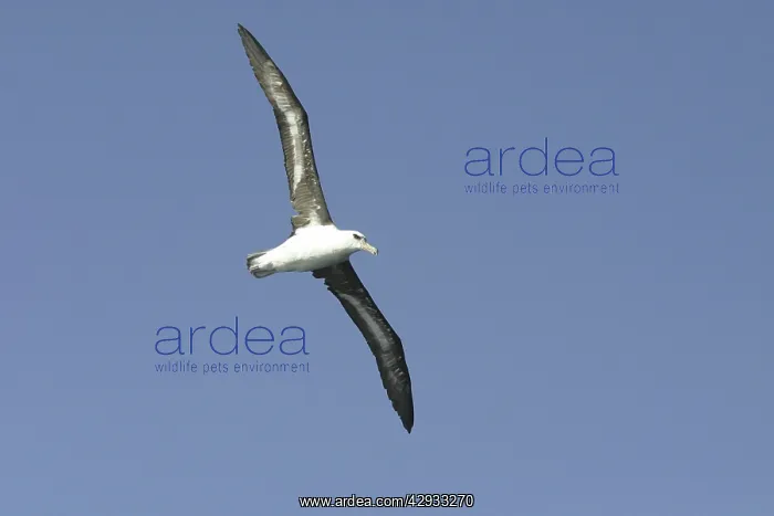 : Black-browed Albatross - Sub-adult : Black-browed Albatross - Sub-adult