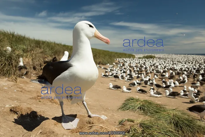 : Black-browed Albatross (Thalassarche melanophri : Black-browed Albatross (Thalassarche melanophri