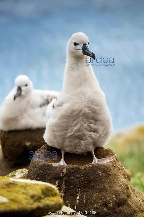 : Black-browed Albatross (Thalassarche melanophris) : Black-browed Albatross (Thalassarche melanophris)
