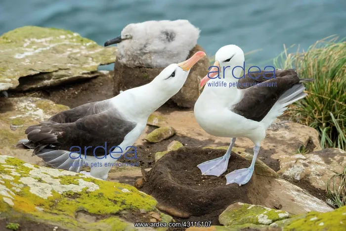 : Black-browed Albatross (Thalassarche melanophris) : Black-browed Albatross (Thalassarche melanophris)