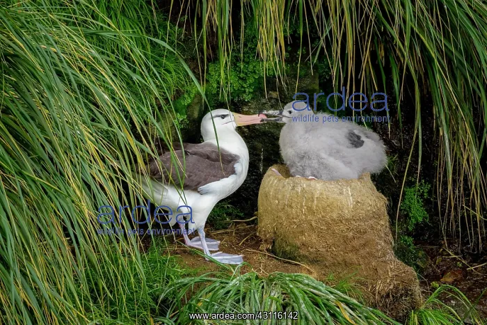 : Black-browed Albatross (Thalassarche melanophris) : Black-browed Albatross (Thalassarche melanophris)