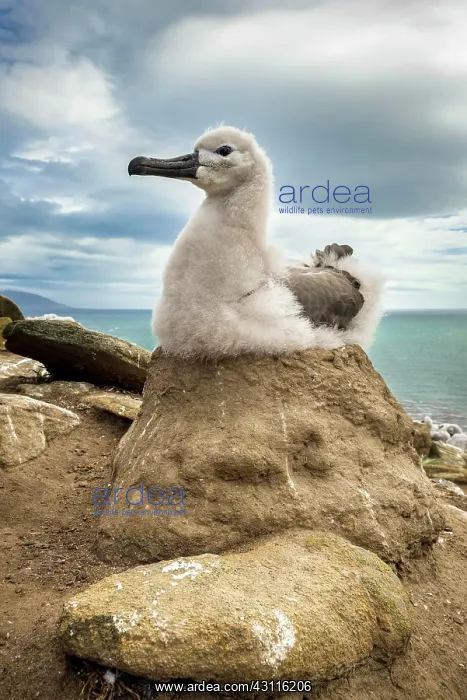 : Black-browed Albatross (Thalassarche melanophris) : Black-browed Albatross (Thalassarche melanophris)