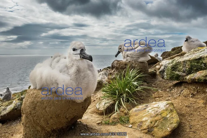 : Black-browed Albatross (Thalassarche melanophris) : Black-browed Albatross (Thalassarche melanophris)