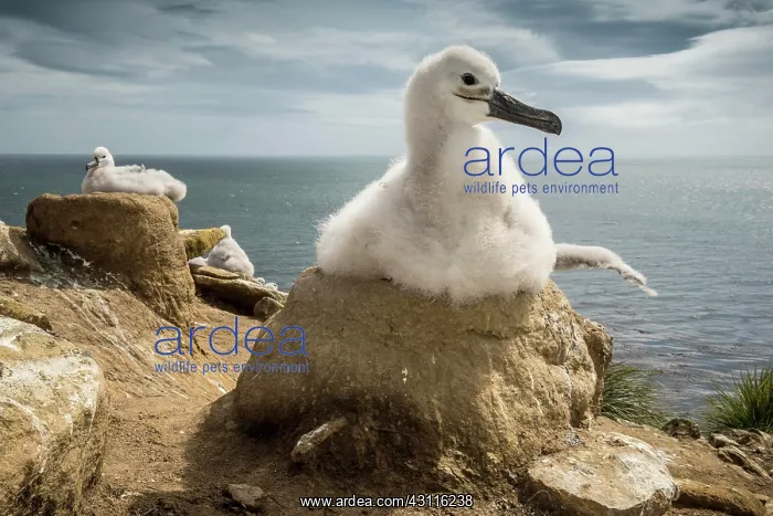 : Black-browed Albatross (Thalassarche melanophris) : Black-browed Albatross (Thalassarche melanophris)