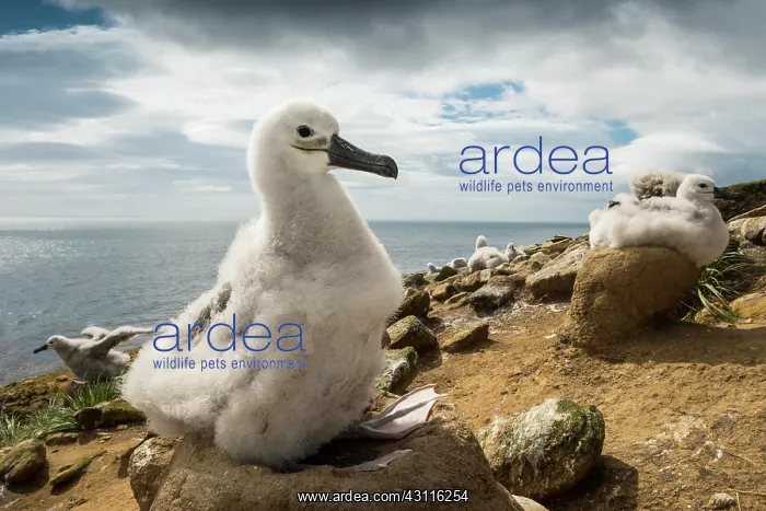 : Black-browed Albatross (Thalassarche melanophris) : Black-browed Albatross (Thalassarche melanophris)