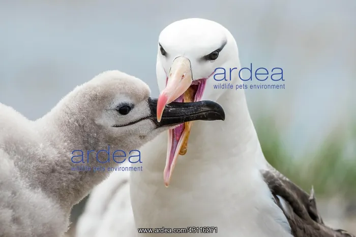: Black-browed Albatross (Thalassarche melanophris) : Black-browed Albatross (Thalassarche melanophris)
