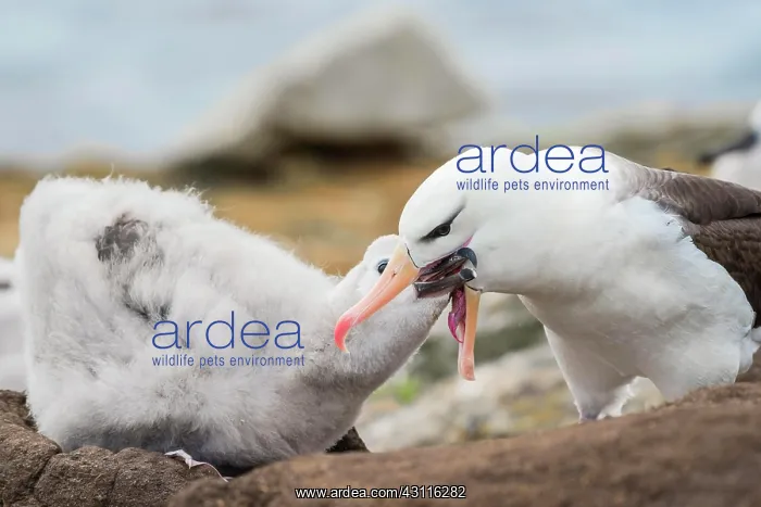 : Black-browed Albatross (Thalassarche melanophris) : Black-browed Albatross (Thalassarche melanophris)
