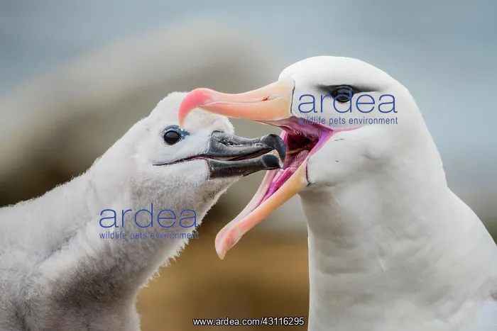 : Black-browed Albatross (Thalassarche melanophris) : Black-browed Albatross (Thalassarche melanophris)