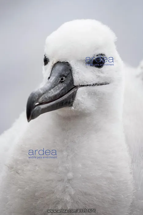 : Black-browed Albatross (Thalassarche melanophris) : Black-browed Albatross (Thalassarche melanophris)