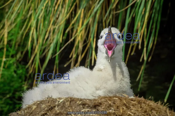 : Black-browed Albatross (Thalassarche melanophris) : Black-browed Albatross (Thalassarche melanophris)