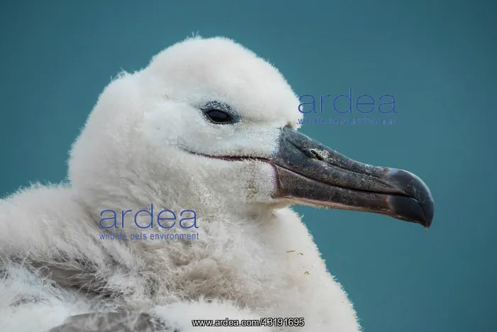 : Black-browed Albatross (Thalassarche melanophris) : Black-browed Albatross (Thalassarche melanophris)