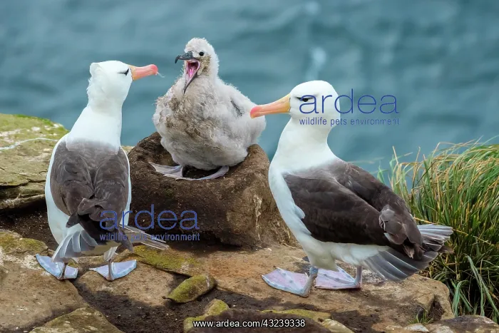 : Black-browed Albatross (Thalassarche melanophris) : Black-browed Albatross (Thalassarche melanophris)