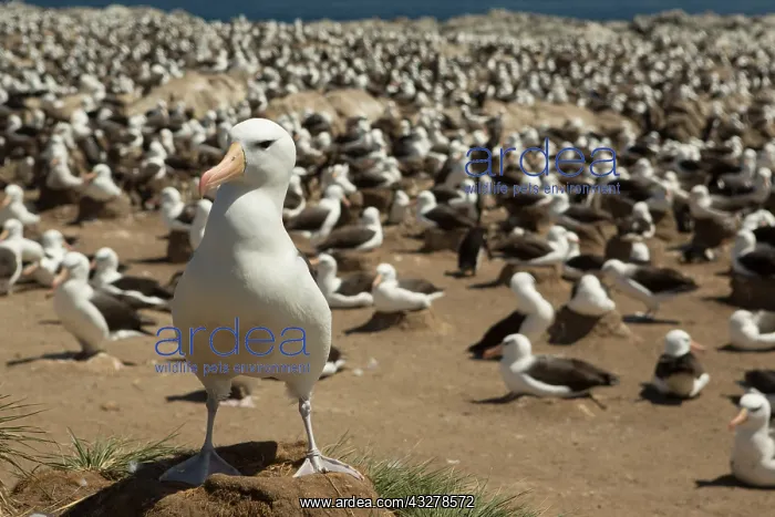 : Black-browed Albatross (Thalassarche melanophry : Black-browed Albatross (Thalassarche melanophry