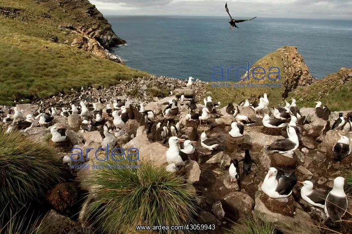 : Black-browed Albatross, Thalassarche melanophrys : Black-browed Albatross, Thalassarche melanophrys