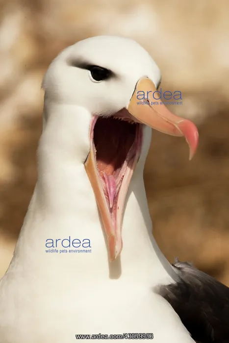 : Black-browed Albatross, Thalassarche melanophrys : Black-browed Albatross, Thalassarche melanophrys