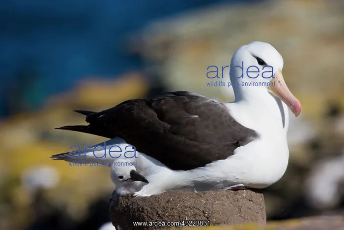 : Black-browed Albatross (Thalassarche melanophrys) : Black-browed Albatross (Thalassarche melanophrys)