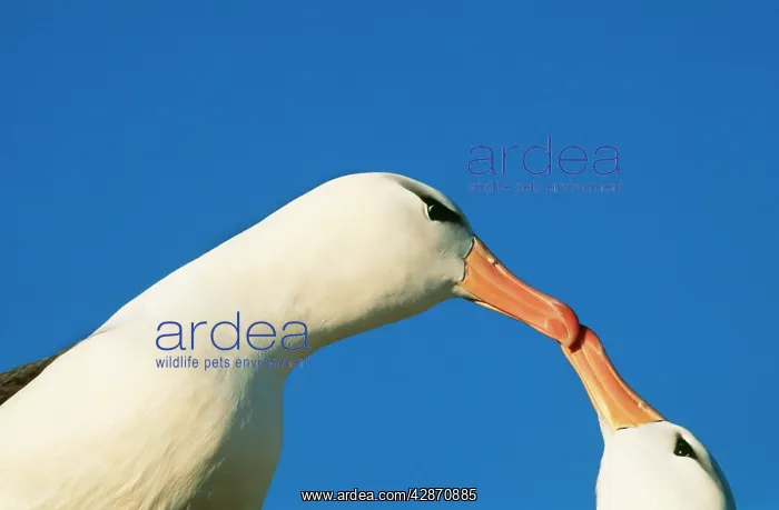: Black-browed ALBATROSS - touching beaks in courtship : Black-browed ALBATROSS - touching beaks in courtship