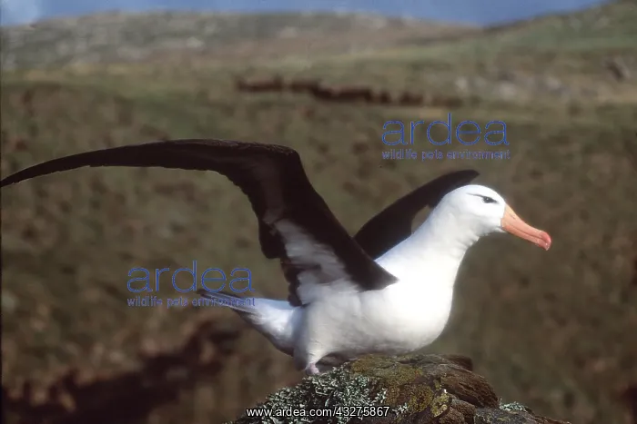 : Black-browed ALBATROSS - wings outstretched : Black-browed ALBATROSS - wings outstretched