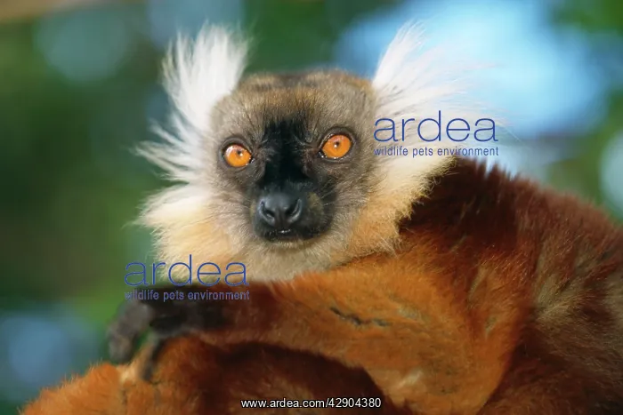 : Black / Brown Lemur - Female : Black / Brown Lemur - Female