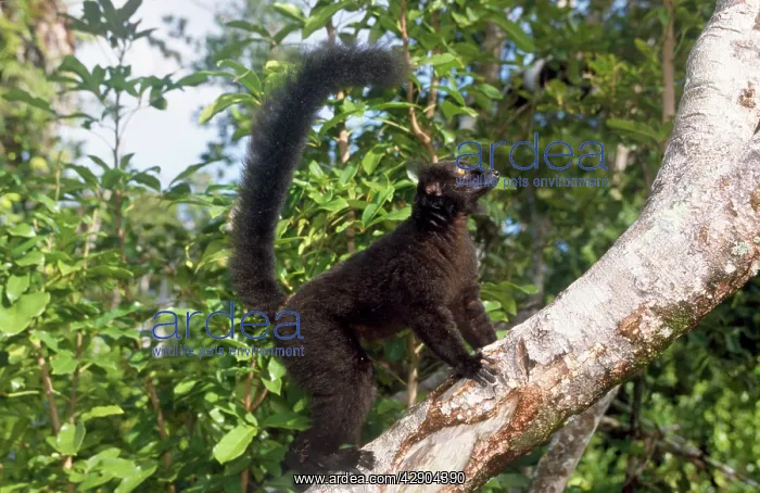 : BLACK / BROWN LEMUR - Male on tree trunk : BLACK / BROWN LEMUR - Male on tree trunk
