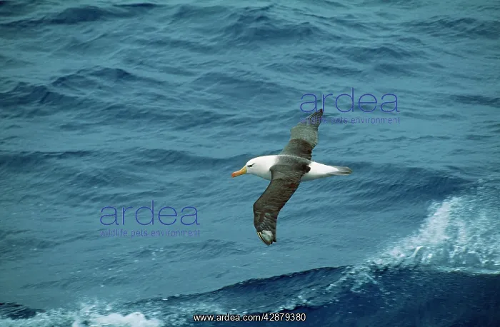 : Black-browned Albatross : Black-browned Albatross