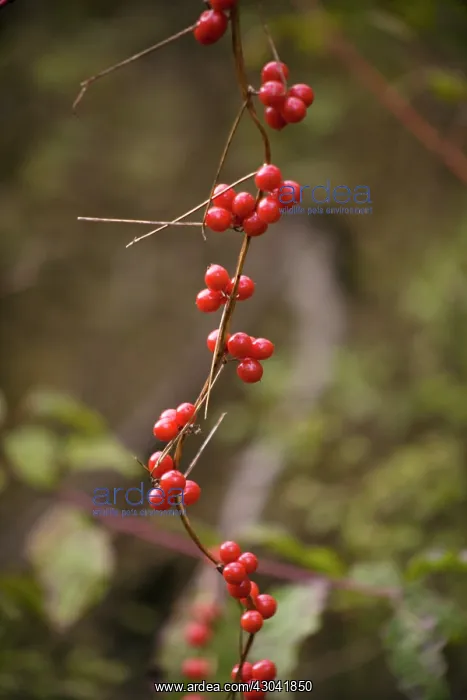 : Black Bryony : Black Bryony