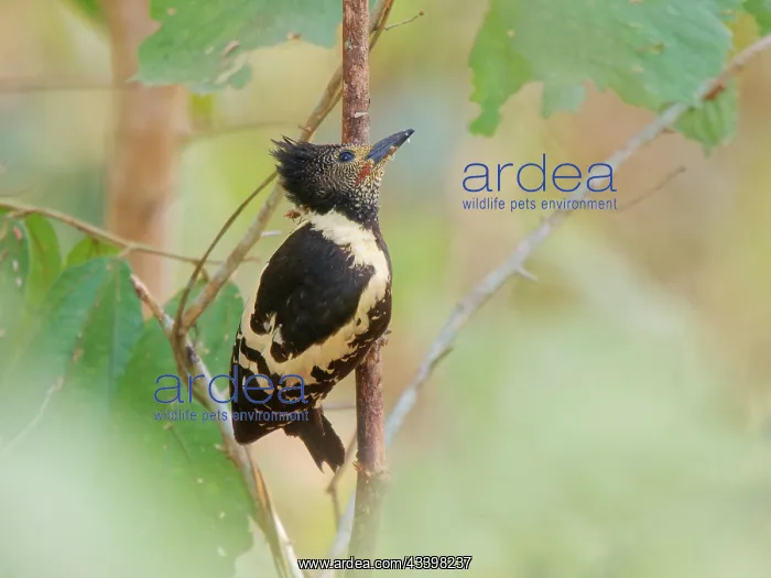 : Black and Buff Woodpecker Meiglyptes jugularis Cat : Black and Buff Woodpecker Meiglyptes jugularis Cat
