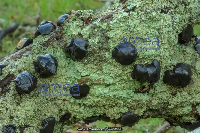 : Black bulgar, Bulgaria inquinans on the bark of : Black bulgar, Bulgaria inquinans on the bark of