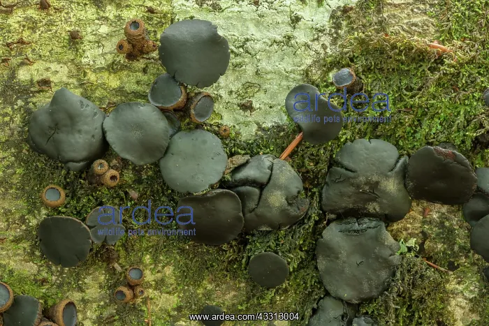 : Black bulgar, Bulgaria inquinans, fungus on the : Black bulgar, Bulgaria inquinans, fungus on the