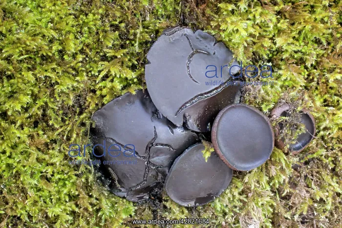 : Black Bulgar Fungus : Black Bulgar Fungus