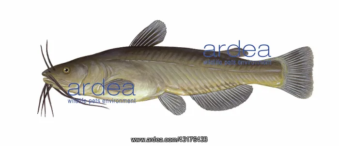: Black Bullhead : Black Bullhead