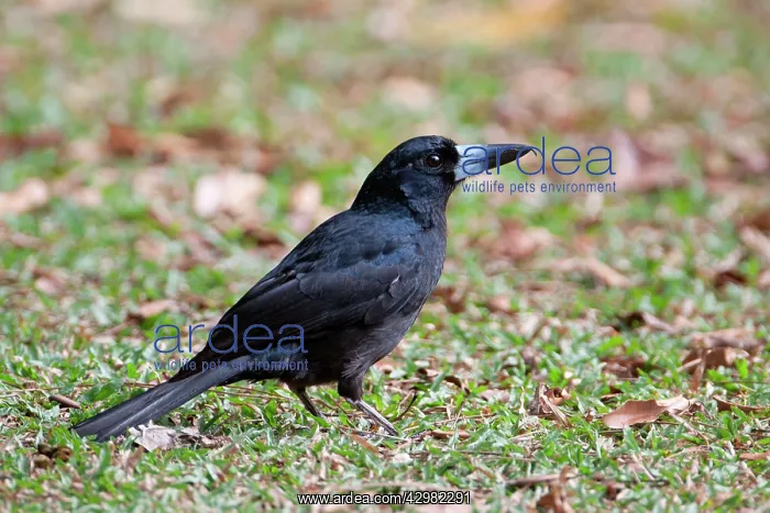  : Black Butcherbird
