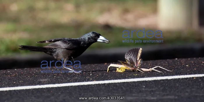 : Black Butcherbird_About to grab a large stick insect : Black Butcherbird_About to grab a large stick insect