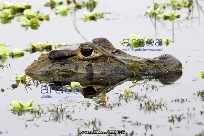 : Black Caiman : Black Caiman