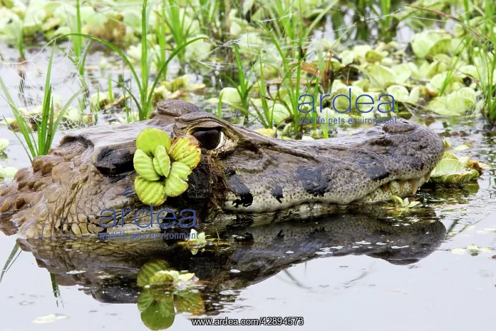 : Black Caiman : Black Caiman