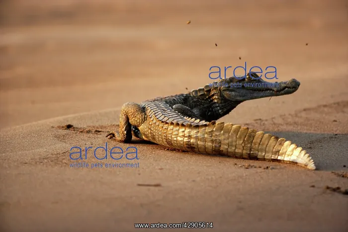 : Black caiman : Black caiman