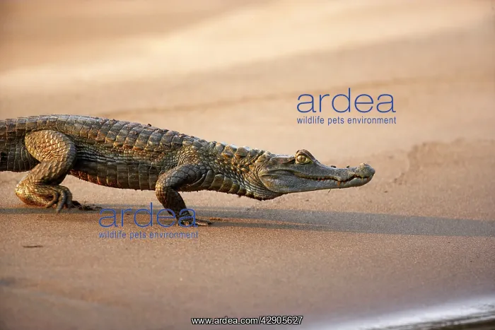 : Black Caiman : Black Caiman