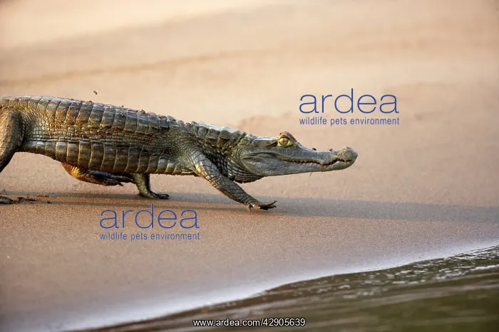 : Black Caiman : Black Caiman