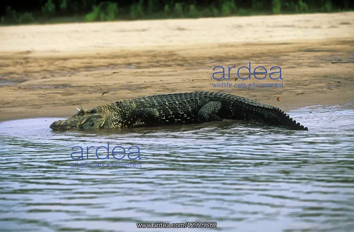: Black Caiman : Black Caiman