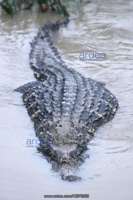 : Black Caiman : Black Caiman
