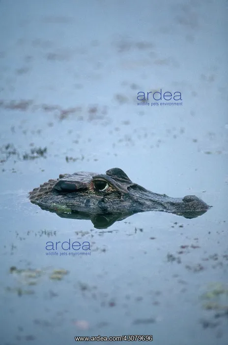 : Black Caiman : Black Caiman