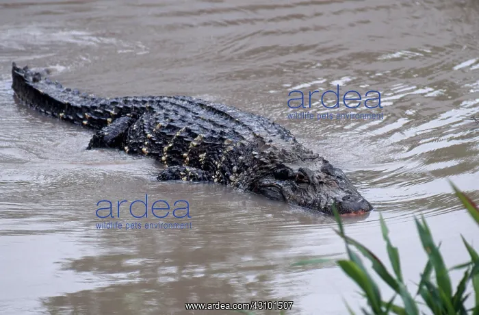 : Black Caiman : Black Caiman