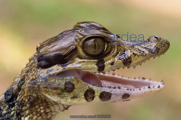 : Black Caiman : Black Caiman