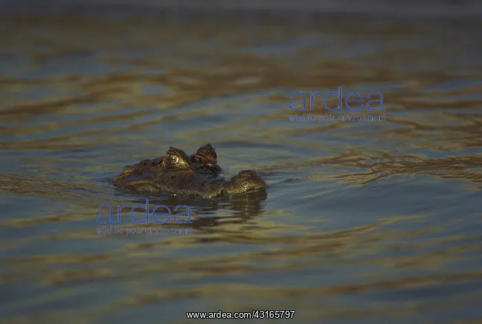 : Black Caiman : Black Caiman