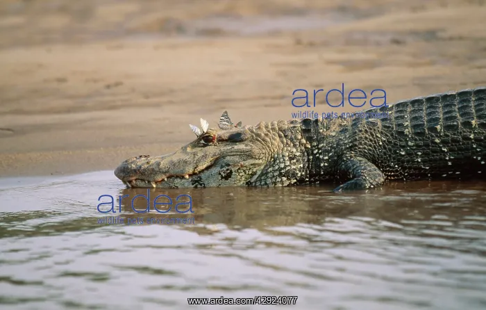 : Black CAIMAN - close-up of butterflies on head : Black CAIMAN - close-up of butterflies on head