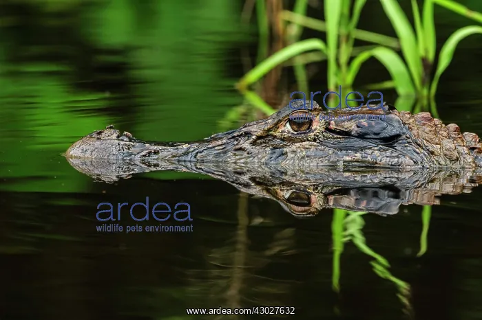 : Black Caiman, flooded forest, Amazon, Mamiraua Reserve : Black Caiman, flooded forest, Amazon, Mamiraua Reserve