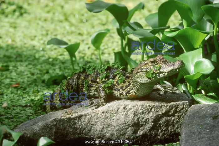 : Black Caiman (Melanosuchus niger) : Black Caiman (Melanosuchus niger)