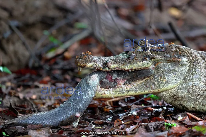  : Black caiman (Melanosuchus niger) eating a fish