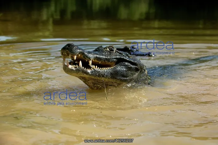 : Black Caiman, Melanosuchus niger, lunging : Black Caiman, Melanosuchus niger, lunging